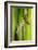 Emperor Dragonfly Metamorphosis-Andy Harmer-Framed Photographic Print