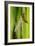 Emperor Dragonfly Metamorphosis-Andy Harmer-Framed Photographic Print