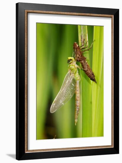 Emperor Dragonfly Metamorphosis-Andy Harmer-Framed Photographic Print