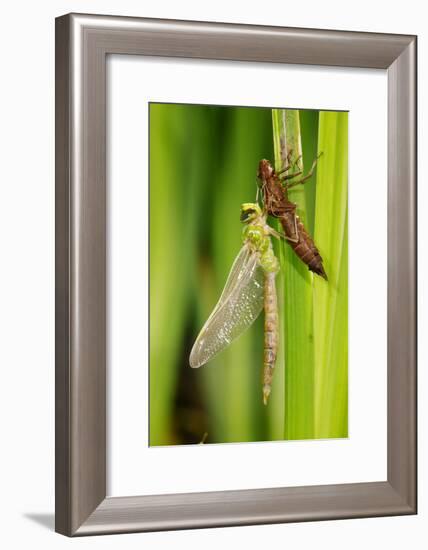 Emperor Dragonfly Metamorphosis-Andy Harmer-Framed Photographic Print