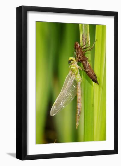 Emperor Dragonfly Metamorphosis-Andy Harmer-Framed Photographic Print