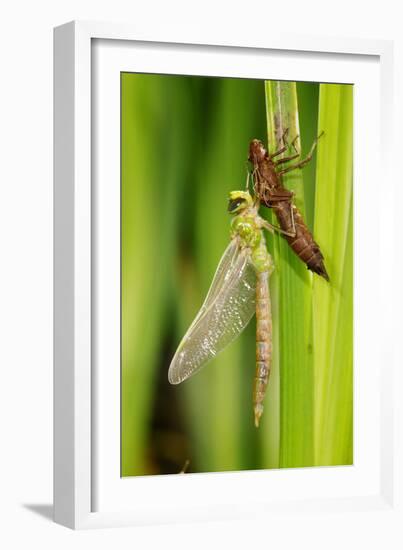 Emperor Dragonfly Metamorphosis-Andy Harmer-Framed Photographic Print