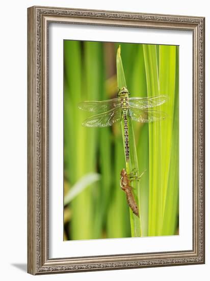 Emperor Dragonfly Metamorphosis-Andy Harmer-Framed Photographic Print