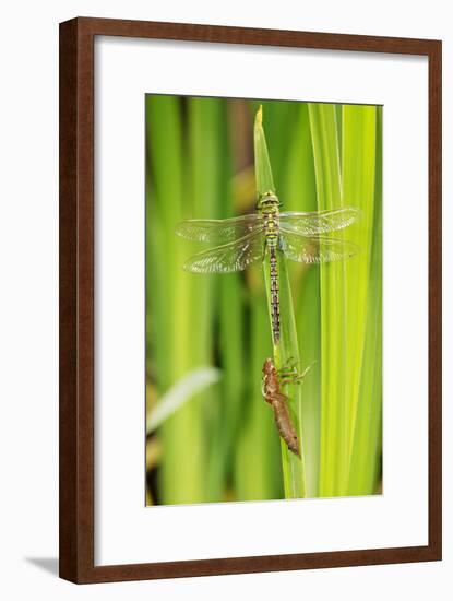 Emperor Dragonfly Metamorphosis-Andy Harmer-Framed Photographic Print