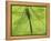 Emperor Dragonfly, Silhouette Seen Through Leaf, Cornwall, UK-Ross Hoddinott-Framed Premier Image Canvas