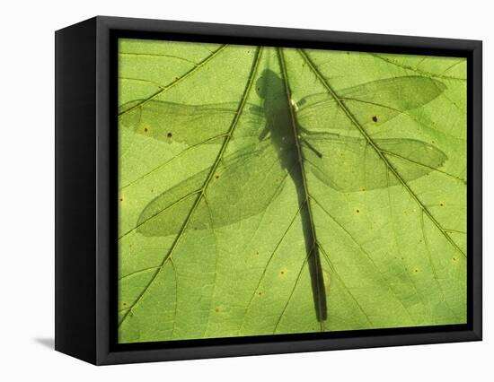 Emperor Dragonfly, Silhouette Seen Through Leaf, Cornwall, UK-Ross Hoddinott-Framed Premier Image Canvas