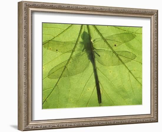 Emperor Dragonfly, Silhouette Seen Through Leaf, Cornwall, UK-Ross Hoddinott-Framed Photographic Print