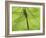 Emperor Dragonfly, Silhouette Seen Through Leaf, Cornwall, UK-Ross Hoddinott-Framed Photographic Print