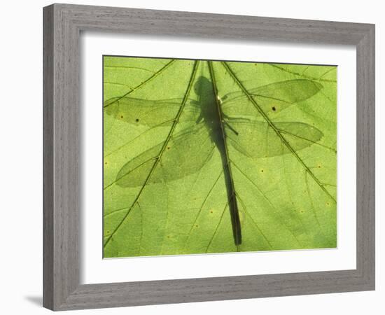 Emperor Dragonfly, Silhouette Seen Through Leaf, Cornwall, UK-Ross Hoddinott-Framed Photographic Print