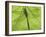 Emperor Dragonfly, Silhouette Seen Through Leaf, Cornwall, UK-Ross Hoddinott-Framed Photographic Print