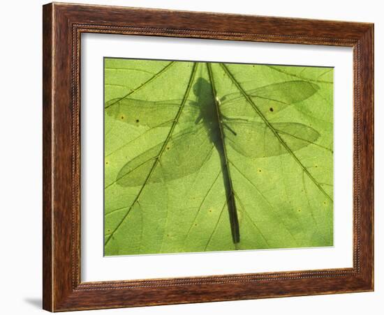 Emperor Dragonfly, Silhouette Seen Through Leaf, Cornwall, UK-Ross Hoddinott-Framed Photographic Print