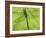 Emperor Dragonfly, Silhouette Seen Through Leaf, Cornwall, UK-Ross Hoddinott-Framed Photographic Print