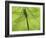 Emperor Dragonfly, Silhouette Seen Through Leaf, Cornwall, UK-Ross Hoddinott-Framed Photographic Print