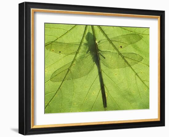 Emperor Dragonfly, Silhouette Seen Through Leaf, Cornwall, UK-Ross Hoddinott-Framed Photographic Print