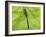 Emperor Dragonfly, Silhouette Seen Through Leaf, Cornwall, UK-Ross Hoddinott-Framed Photographic Print