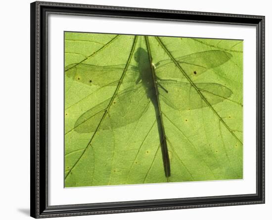 Emperor Dragonfly, Silhouette Seen Through Leaf, Cornwall, UK-Ross Hoddinott-Framed Photographic Print