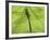 Emperor Dragonfly, Silhouette Seen Through Leaf, Cornwall, UK-Ross Hoddinott-Framed Photographic Print