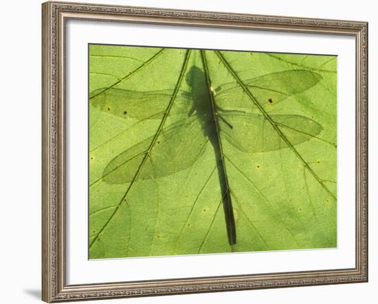 Emperor Dragonfly, Silhouette Seen Through Leaf, Cornwall, UK-Ross Hoddinott-Framed Photographic Print