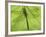 Emperor Dragonfly, Silhouette Seen Through Leaf, Cornwall, UK-Ross Hoddinott-Framed Photographic Print