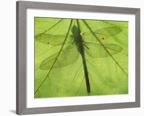 Emperor Dragonfly, Silhouette Seen Through Leaf, Cornwall, UK-Ross Hoddinott-Framed Photographic Print