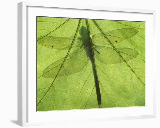 Emperor Dragonfly, Silhouette Seen Through Leaf, Cornwall, UK-Ross Hoddinott-Framed Photographic Print