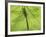 Emperor Dragonfly, Silhouette Seen Through Leaf, Cornwall, UK-Ross Hoddinott-Framed Photographic Print