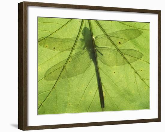 Emperor Dragonfly, Silhouette Seen Through Leaf, Cornwall, UK-Ross Hoddinott-Framed Photographic Print