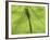 Emperor Dragonfly, Silhouette Seen Through Leaf, Cornwall, UK-Ross Hoddinott-Framed Photographic Print