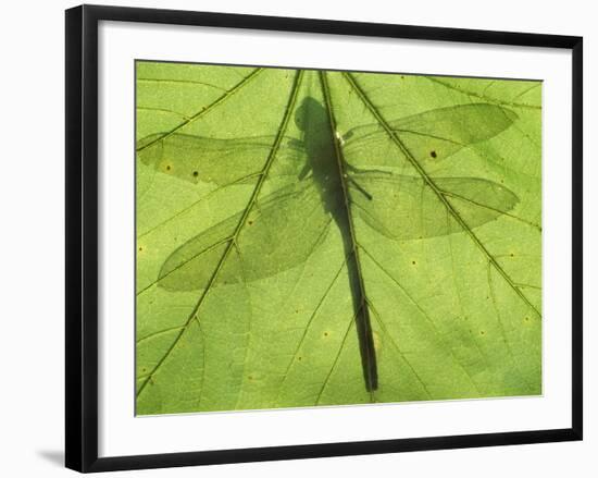 Emperor Dragonfly, Silhouette Seen Through Leaf, Cornwall, UK-Ross Hoddinott-Framed Photographic Print