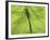 Emperor Dragonfly, Silhouette Seen Through Leaf, Cornwall, UK-Ross Hoddinott-Framed Photographic Print