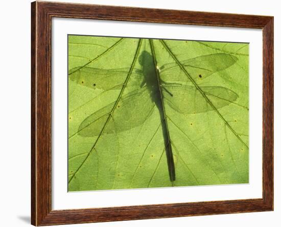 Emperor Dragonfly, Silhouette Seen Through Leaf, Cornwall, UK-Ross Hoddinott-Framed Photographic Print