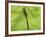 Emperor Dragonfly, Silhouette Seen Through Leaf, Cornwall, UK-Ross Hoddinott-Framed Photographic Print