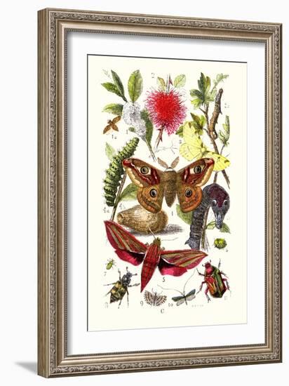 Emperor Moth, Elephant Hawk Moth, Tortoise Beetle-James Sowerby-Framed Art Print