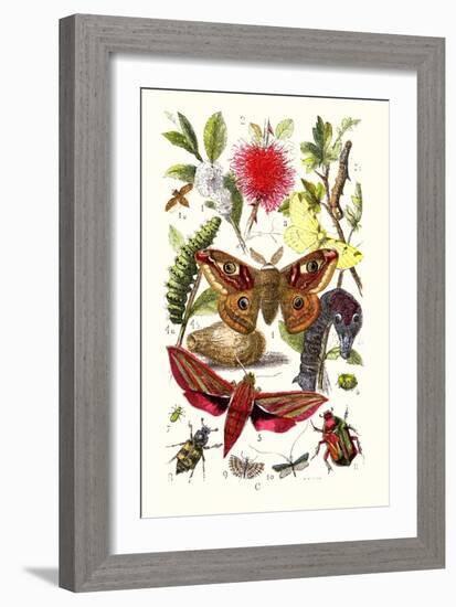 Emperor Moth, Elephant Hawk Moth, Tortoise Beetle-James Sowerby-Framed Art Print