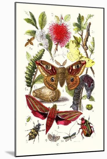Emperor Moth, Elephant Hawk Moth, Tortoise Beetle-James Sowerby-Mounted Art Print