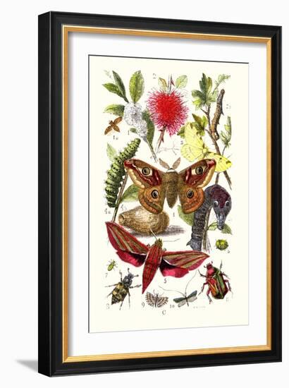 Emperor Moth, Elephant Hawk Moth, Tortoise Beetle-James Sowerby-Framed Art Print