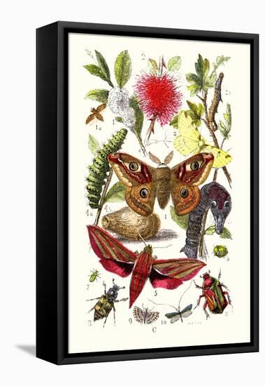 Emperor Moth, Elephant Hawk Moth, Tortoise Beetle-James Sowerby-Framed Stretched Canvas