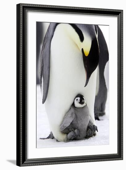 Emperor Penguin, Adult with Young-null-Framed Photographic Print