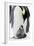 Emperor Penguin, Adult with Young-null-Framed Photographic Print