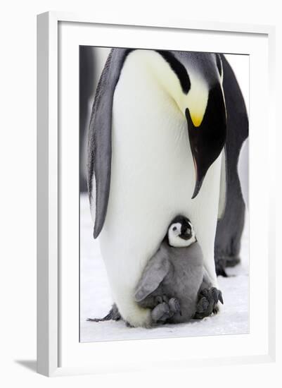 Emperor Penguin, Adult with Young-null-Framed Photographic Print