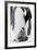 Emperor Penguin, Adult with Young-null-Framed Photographic Print