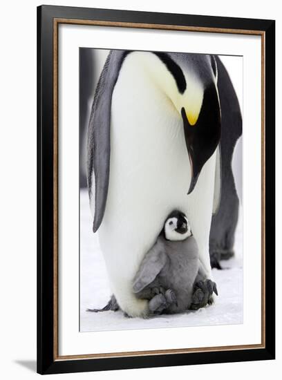 Emperor Penguin, Adult with Young-null-Framed Photographic Print