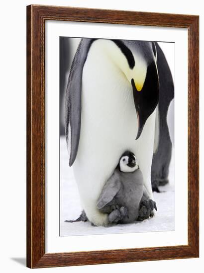 Emperor Penguin, Adult with Young-null-Framed Photographic Print