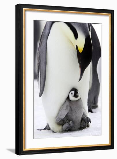 Emperor Penguin, Adult with Young-null-Framed Photographic Print