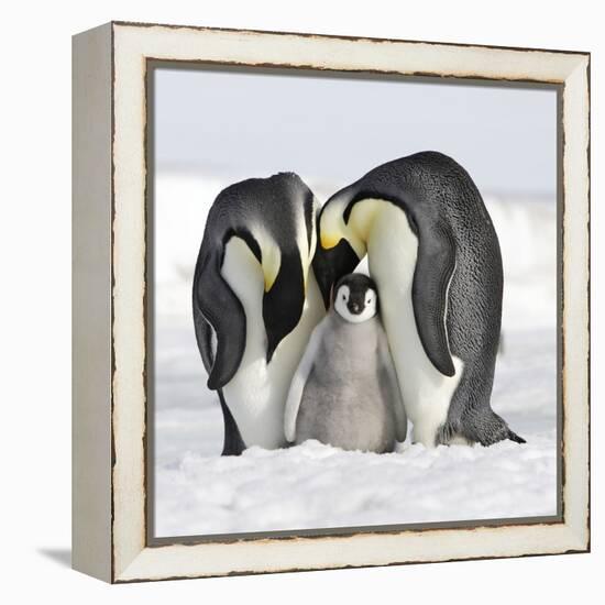 Emperor Penguin Adults with Chick-null-Framed Premier Image Canvas