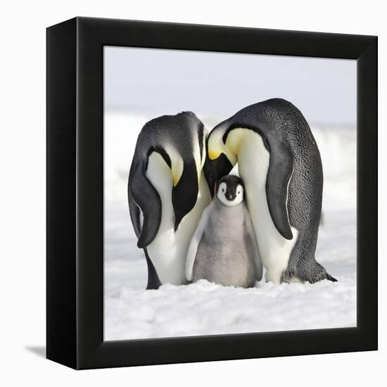 Emperor Penguin Adults with Chick-null-Framed Premier Image Canvas