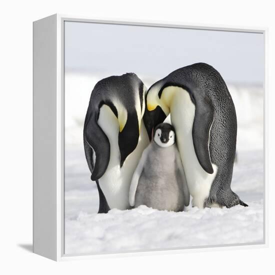 Emperor Penguin Adults with Chick-null-Framed Premier Image Canvas