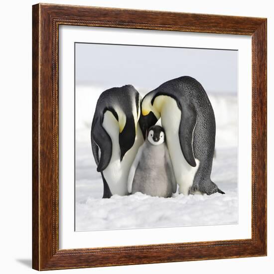 Emperor Penguin Adults with Chick-null-Framed Photographic Print