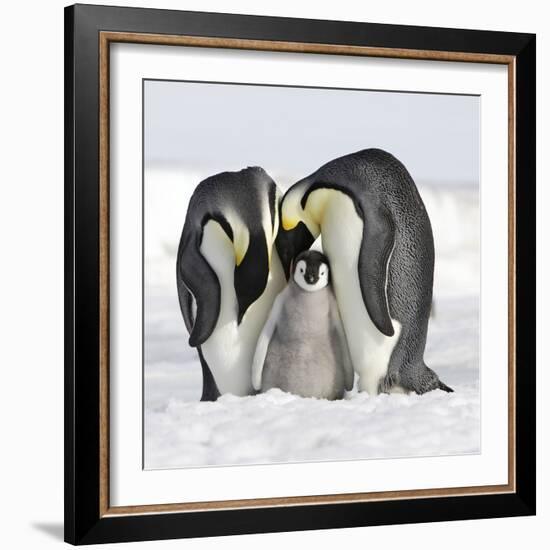 Emperor Penguin Adults with Chick-null-Framed Photographic Print