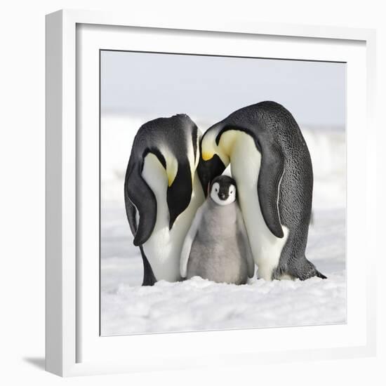 Emperor Penguin Adults with Chick-null-Framed Photographic Print